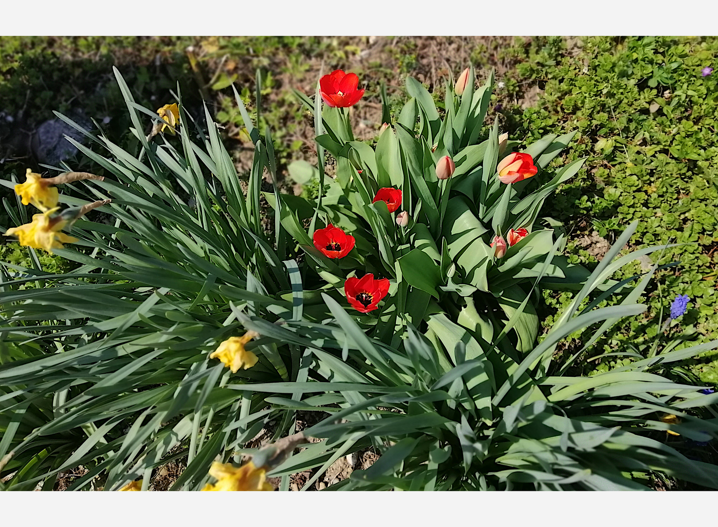 grün - rot- gelb -  blau