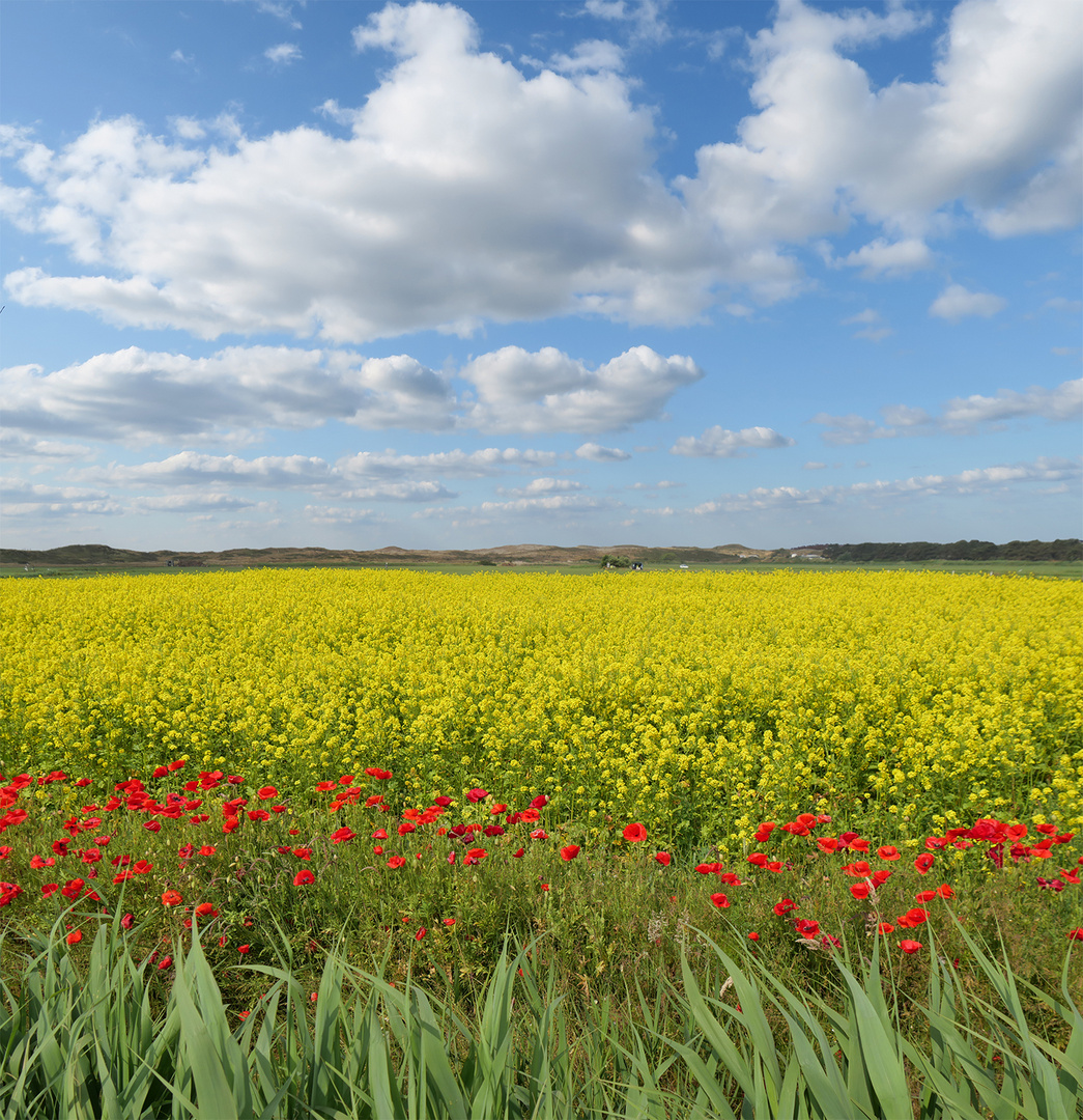 grün-rot-gelb-blau auf Texel