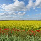 grün-rot-gelb-blau auf Texel