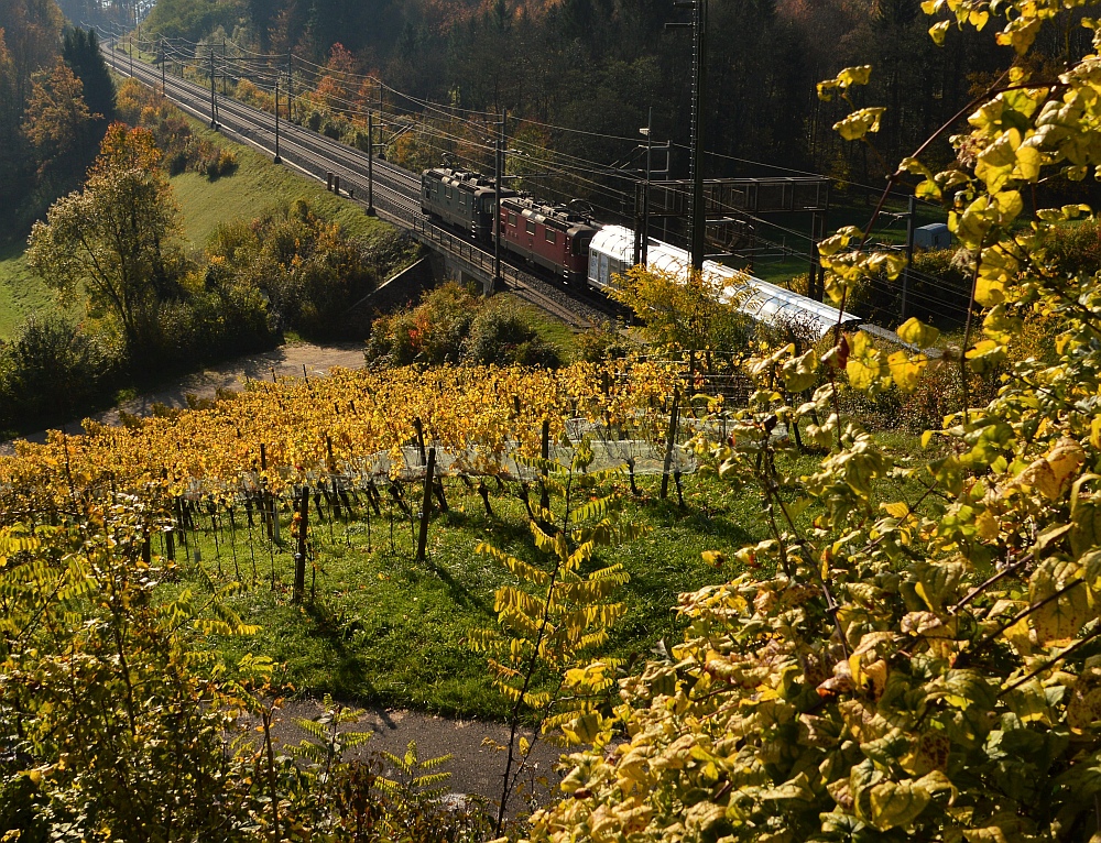 Grün Rot im Weinberg