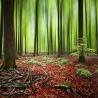 Grün - Rot - Wald