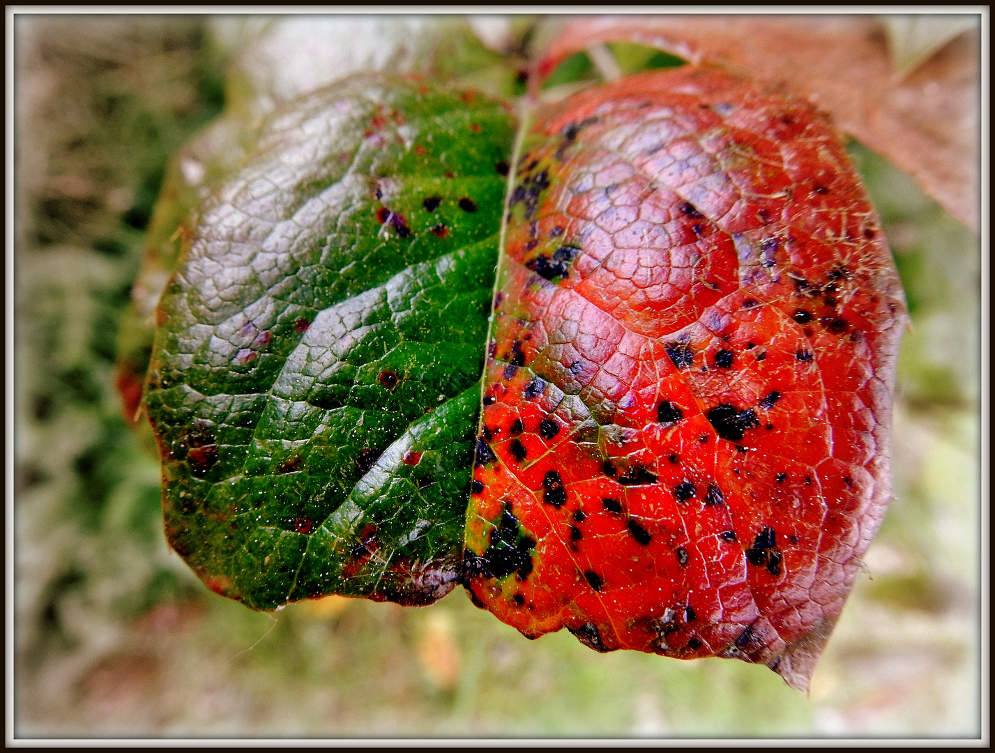 Grün-rote Pflanzenkoaltion