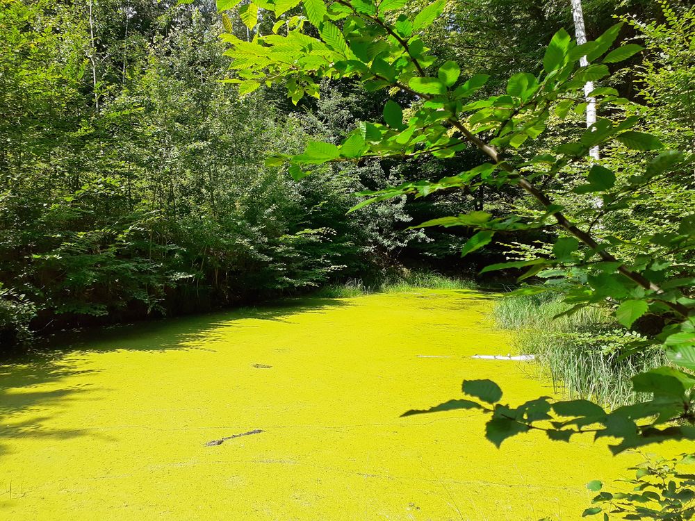 Grün ruht der See