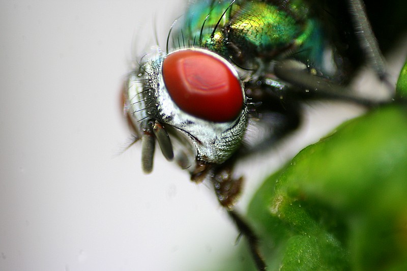 grün schillernde fliege