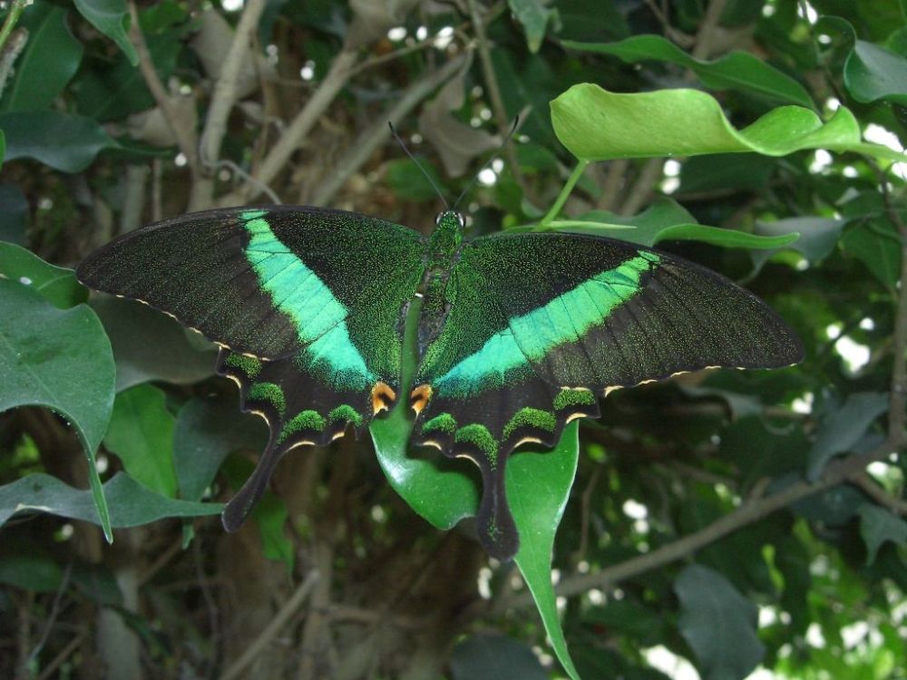 Grün schillernder Schwalbenschwanz (Papilio palinurus) aus der Indo-Australischen Region