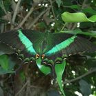 Grün schillernder Schwalbenschwanz (Papilio palinurus) aus der Indo-Australischen Region