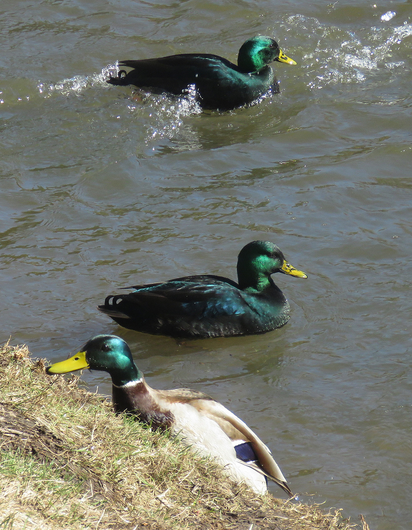 Grün-schwarze Fremdlinge auf dem Pfefferteich in Salzwedel 