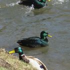 Grün-schwarze Fremdlinge auf dem Pfefferteich in Salzwedel 