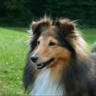 Grün-Sheltie