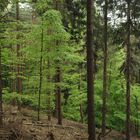 Grün sind schon die Wälder