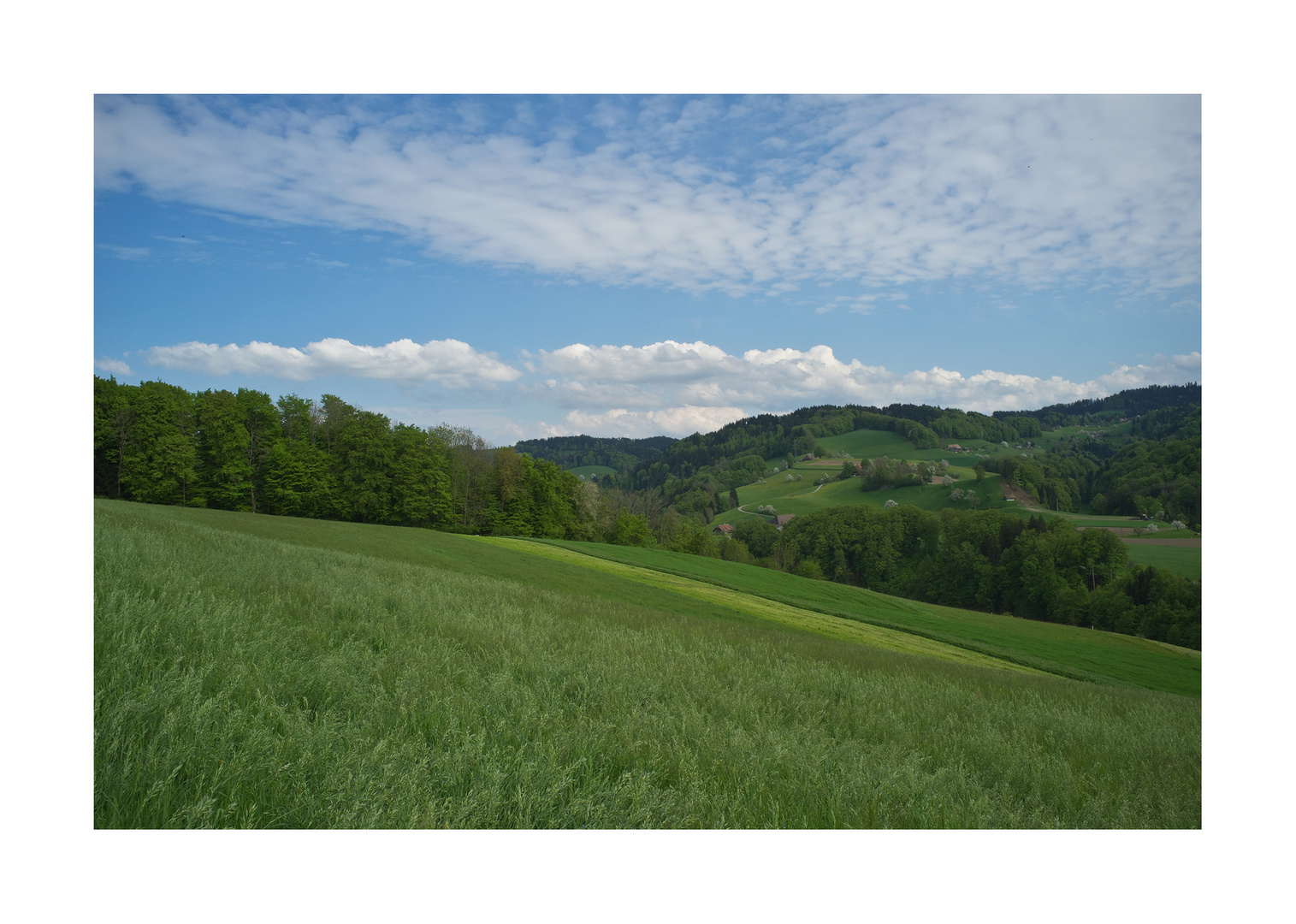 Grün sind Weiden...