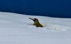 Grün Specht sitzt im Schnee und buddelt ein Loch