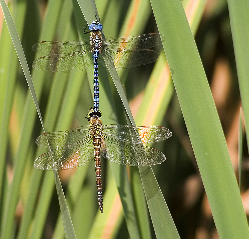 grün trifft blau