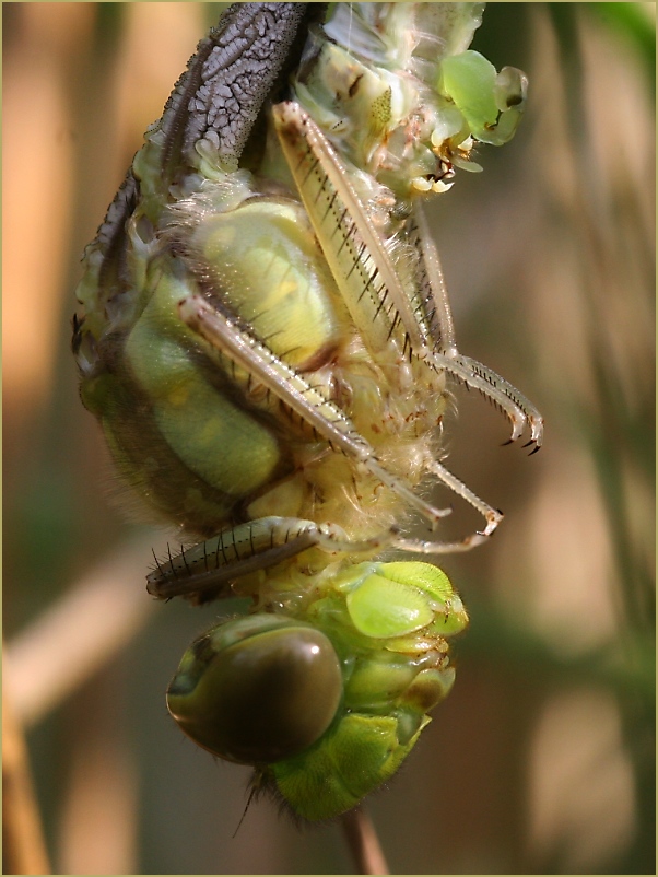 grün und behaart