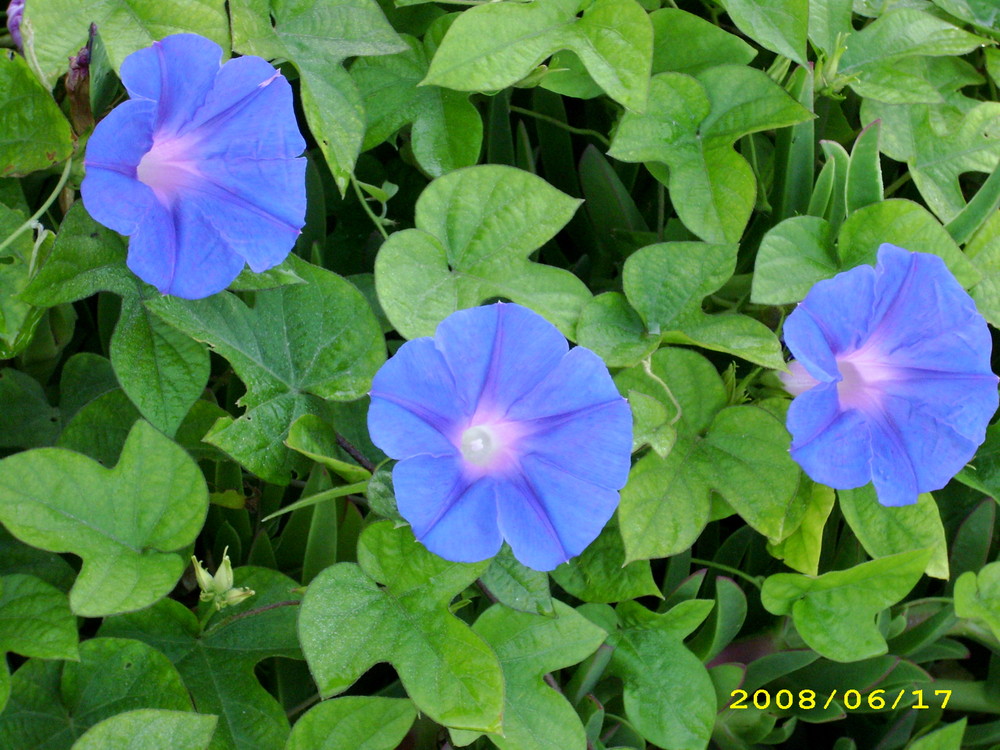 Grün und Blau