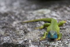 Grün und Blau