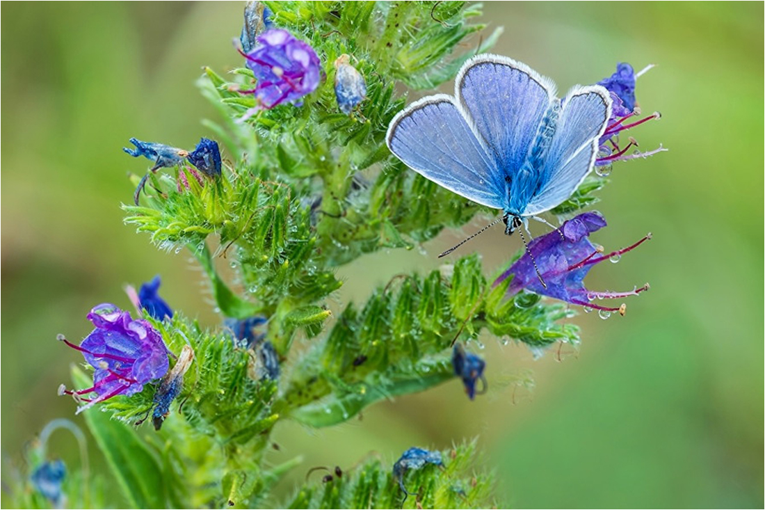  Grün und Blau