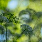 Grün und Blau