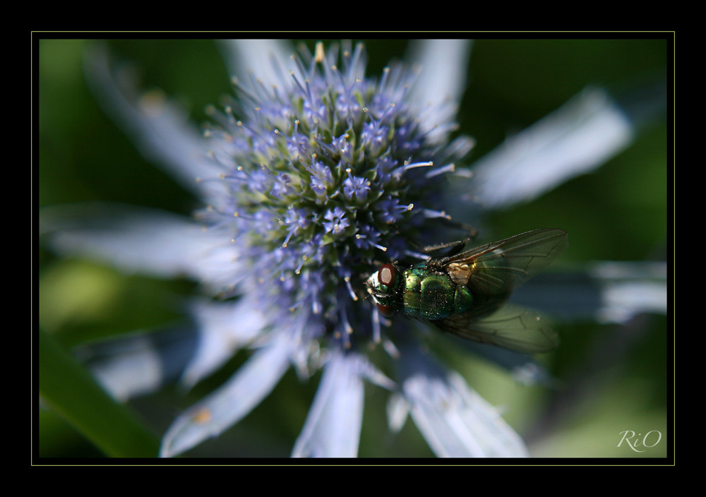 Grün und Blau …