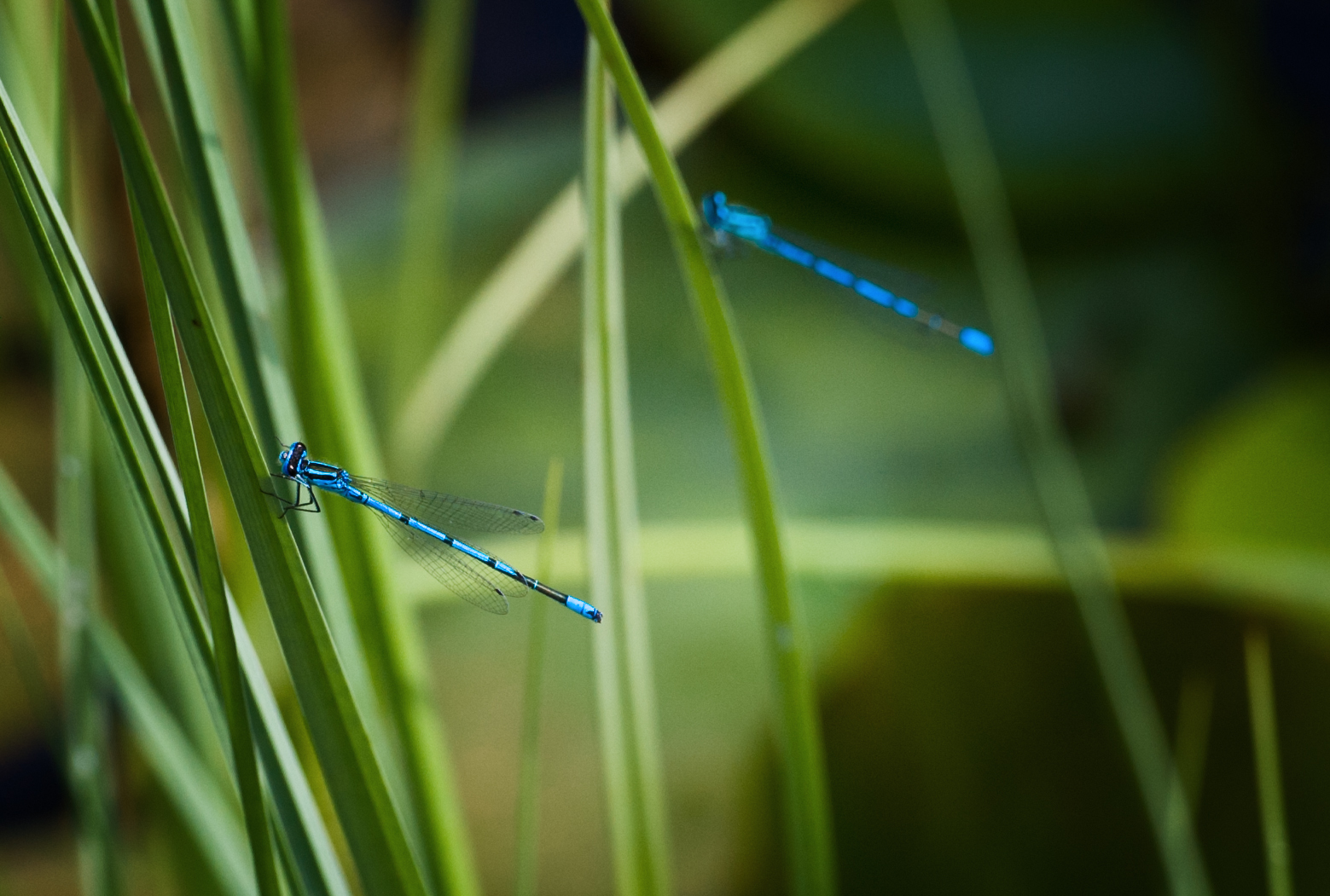 grün und blau