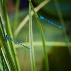 grün und blau