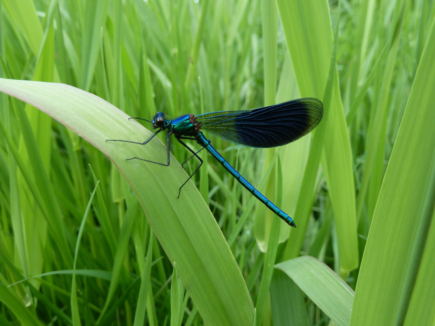 grün und blau