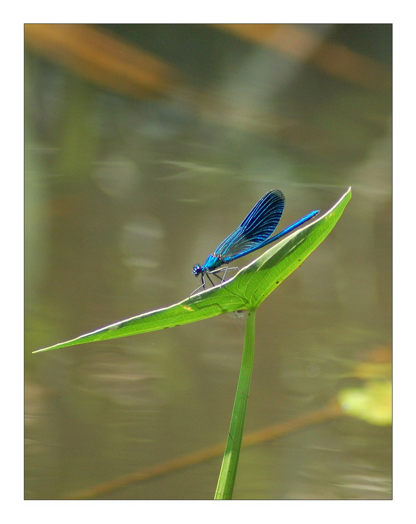 Grün und blau ziert jede.... Libelle