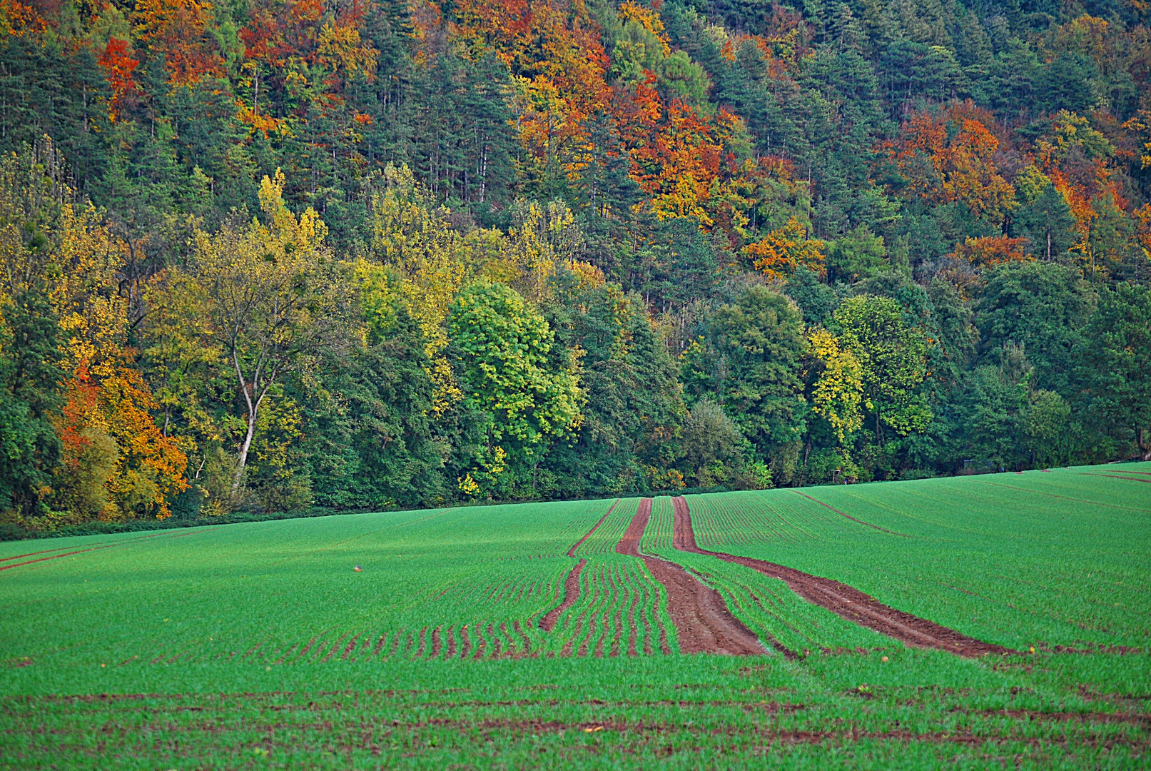 grün und bunt...