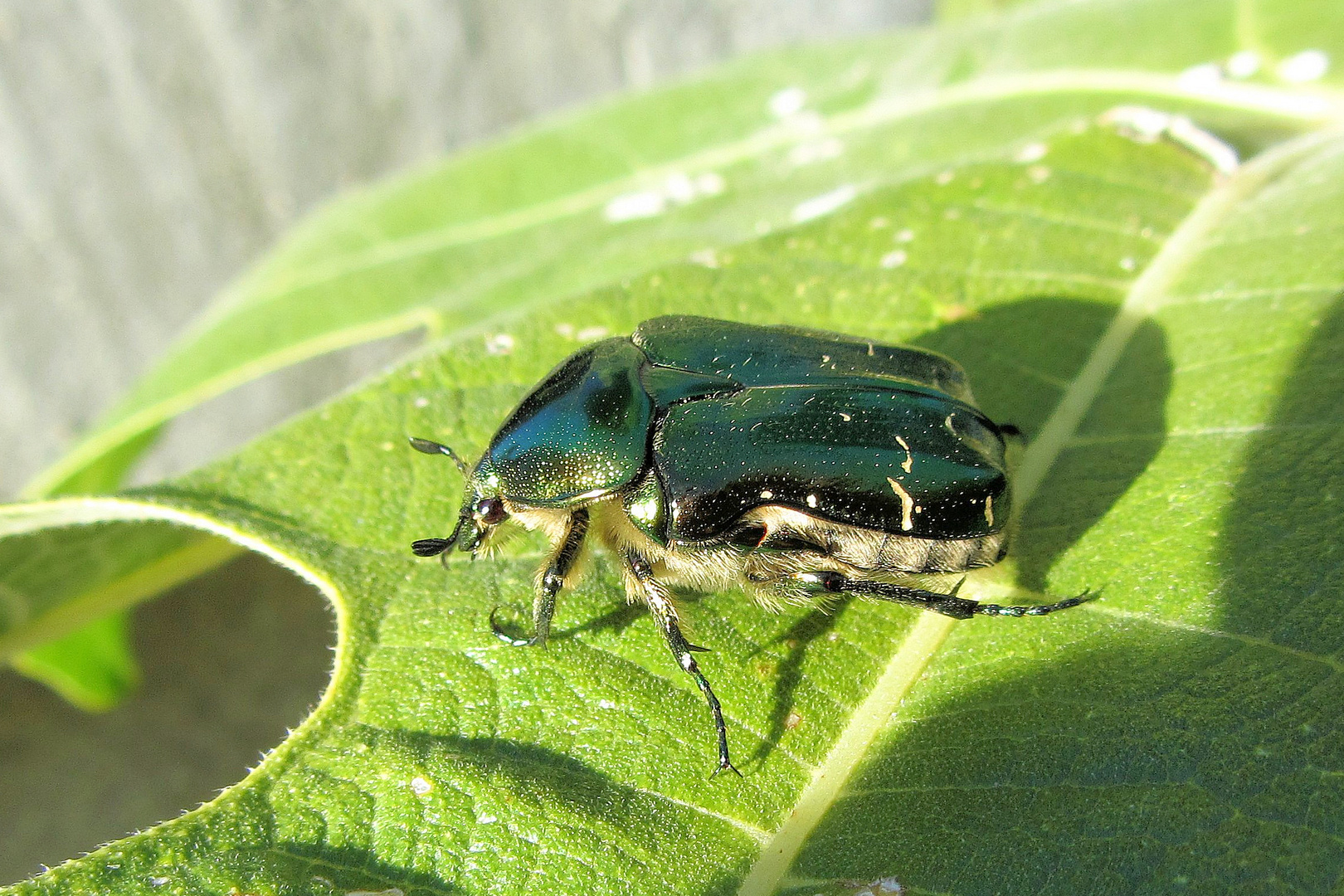 grün und glänzend -der Gemeine oder Golglänzende  Rosenkäfer (Cetonia aurata)