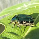 grün und glänzend -der Gemeine oder Golglänzende  Rosenkäfer (Cetonia aurata)