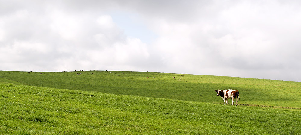 Grün und grau II