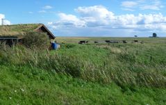 grün!!! und in der nähe die ostsee :)