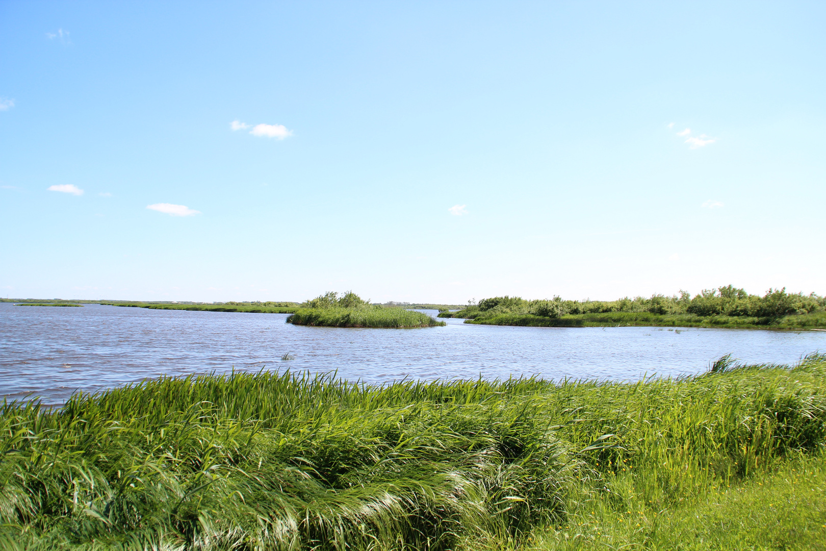 Grün und Meer