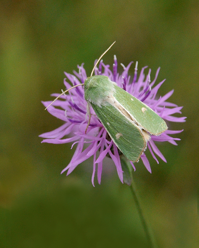 Grün und Rosa: Grüneule auf Wiesenflockenblume