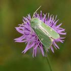 Grün und Rosa: Grüneule auf Wiesenflockenblume