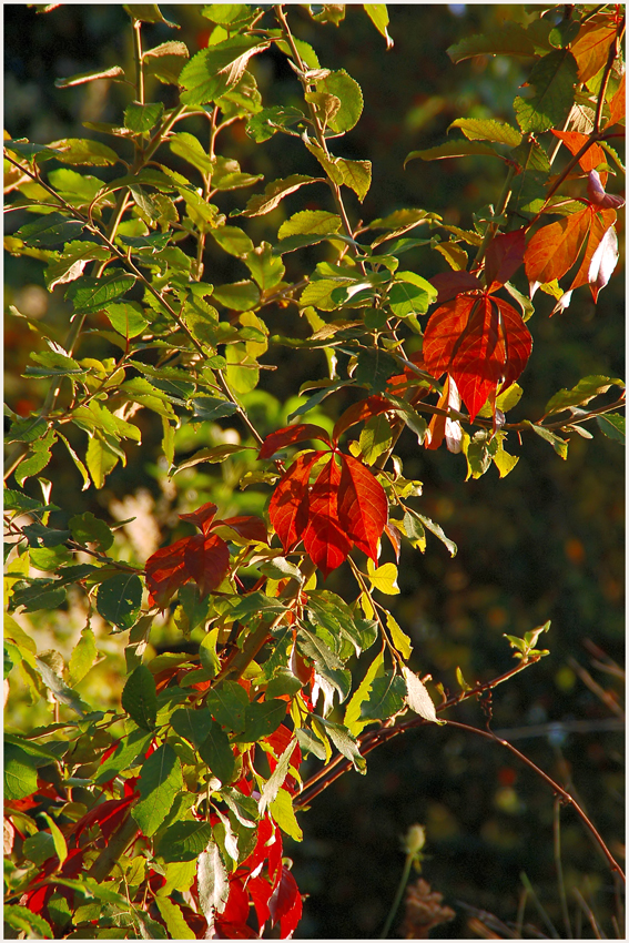 Grün und Rot