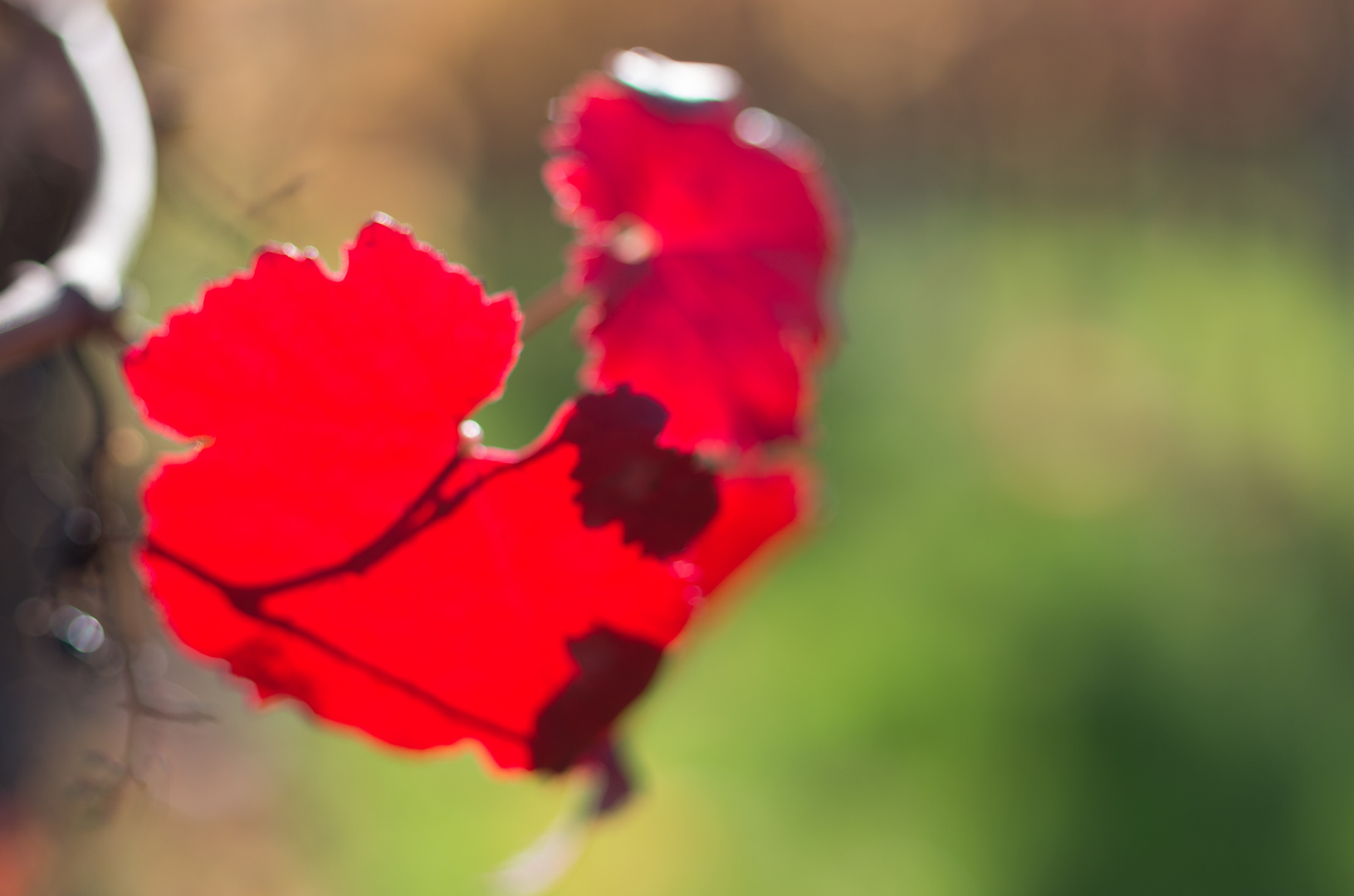 grün und rot, herbstlich