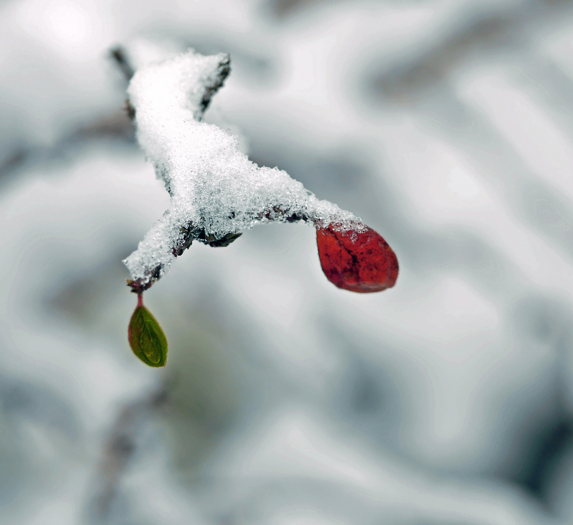 grün und rot im Schnee