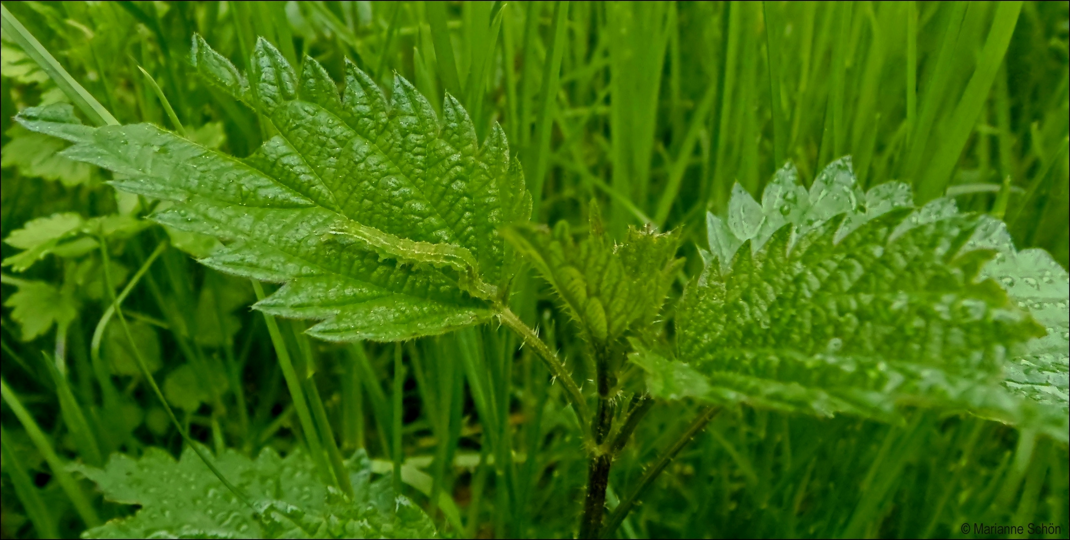 GRÜN und sehr gut angepasst... Foto & Bild grün, natur, pflanzen Bilder auf