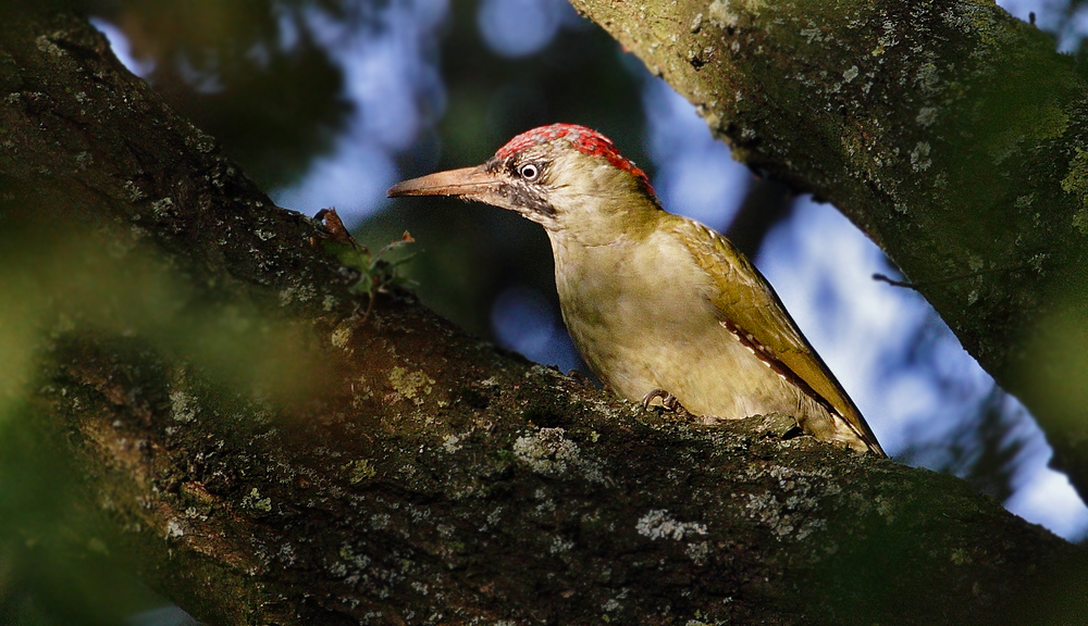 "Grün und Specht" =(Picus viridis)