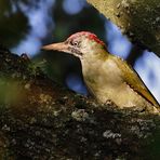 "Grün und Specht" =(Picus viridis)