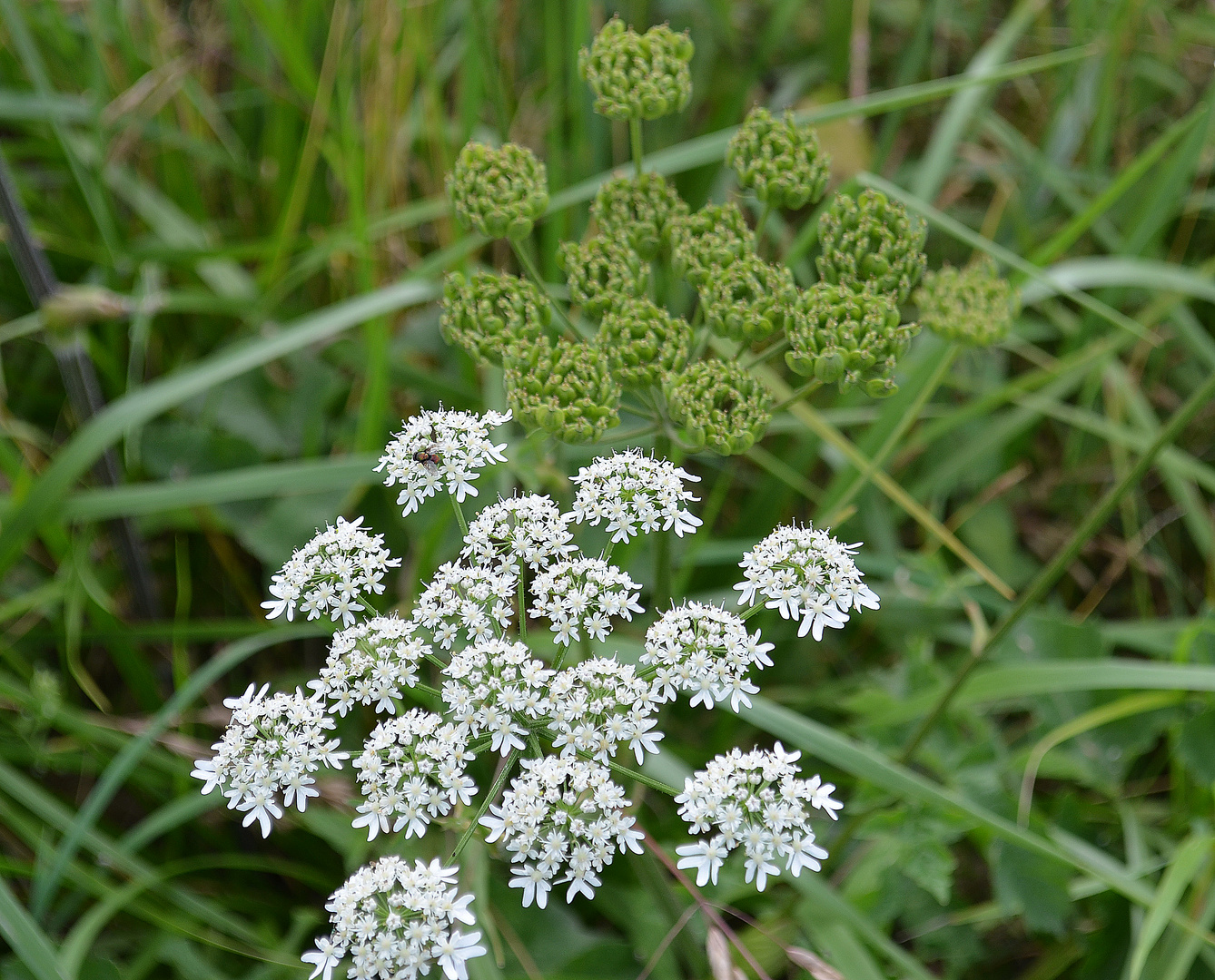 Grün und weiss