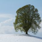 grün und weiss...