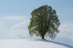 grün und weiss...