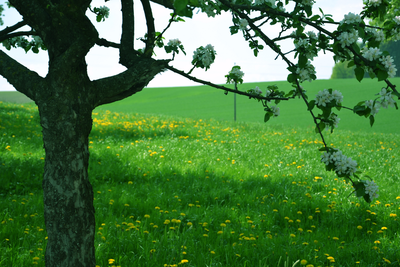 grün Verstärkung