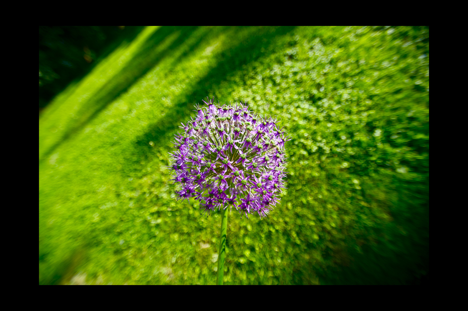 Grün / Violett