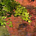 grün vor rot im Herbst