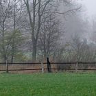 Grün vs. Grau - Herbstliche Nebelstimmung Ende November im Münsterland.