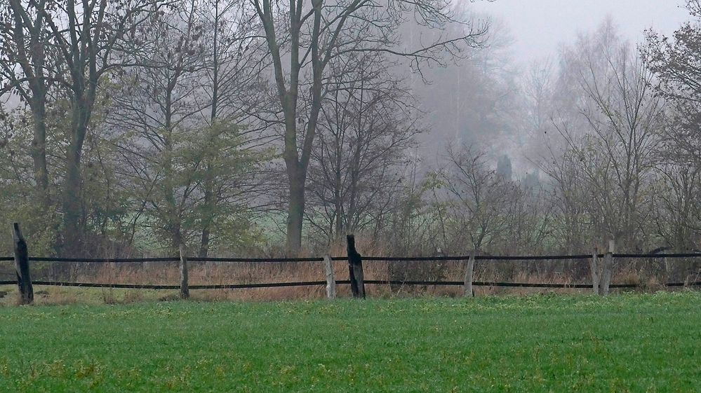 Grün vs. Grau - Herbstliche Nebelstimmung Ende November im Münsterland.