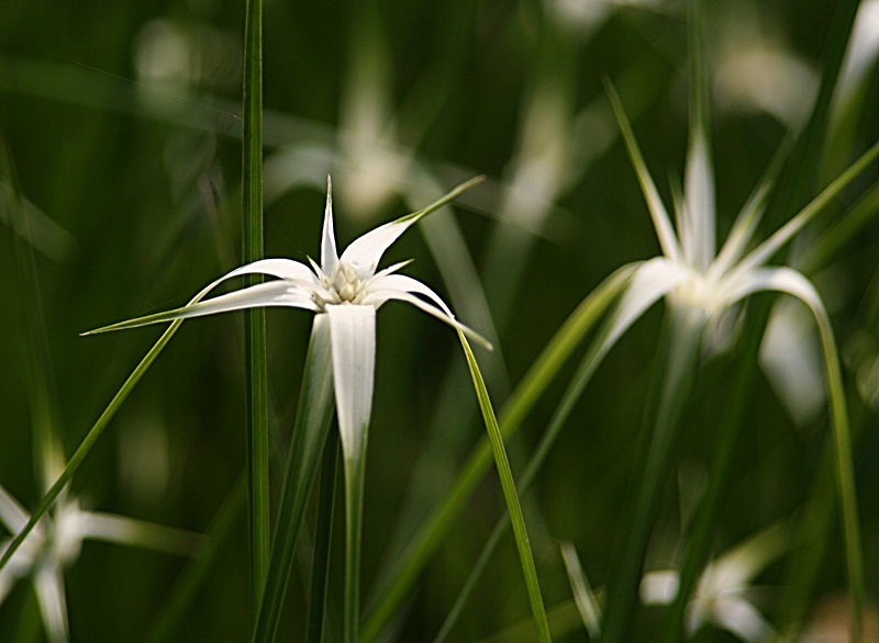 Grün - weiß